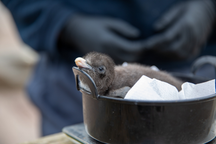 Newly hatched baby penguins weigh the same as a kiwi