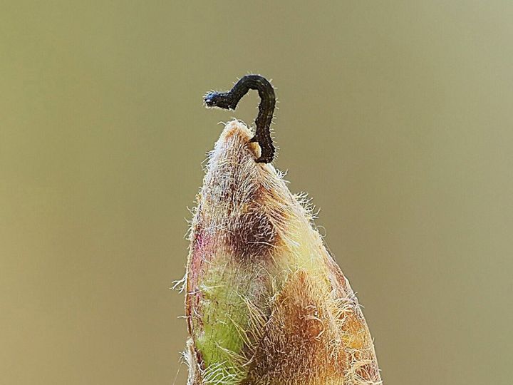 Study finds oak trees delay leaves to outwit hungry caterpillars