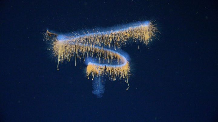 Deep-sea mission uncovers 31 new species
