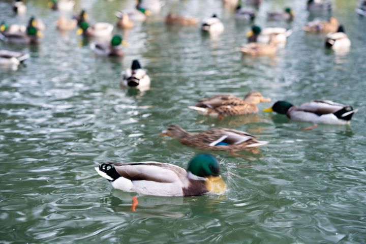 Satire: Let’s duckin’ go huntin’ by the pond