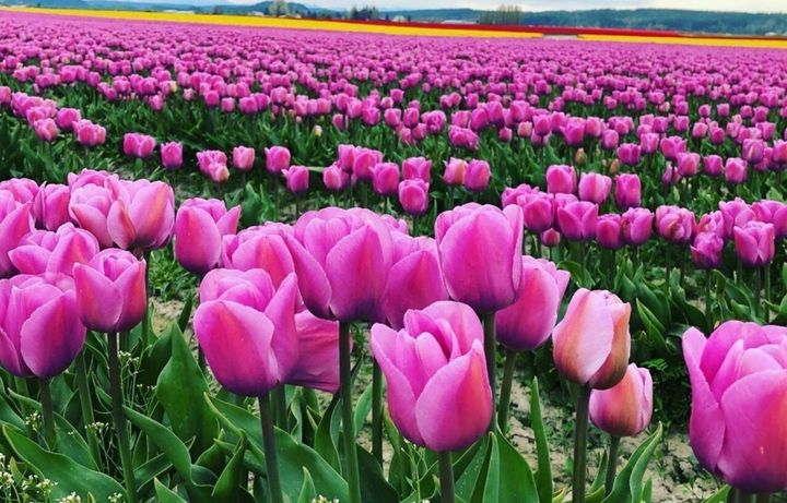 These Spring Trips Require Perfect Timing and a Little Bit of Luck