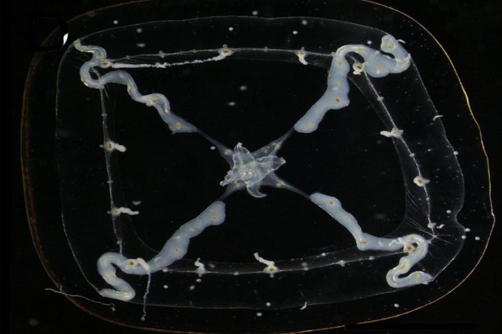 Newly discovered jellyfish named for Michelin restaurant guide
