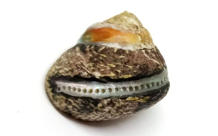 Research shows Neanderthals gathered shellfish like modern humans