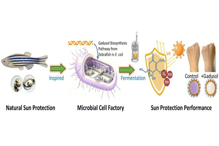 Scientists working on ‘green’ sunscreen using E. coli