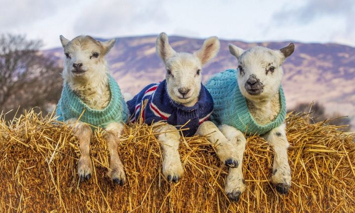 Orphaned lambs warm up in cozy sweaters knitted by volunteers