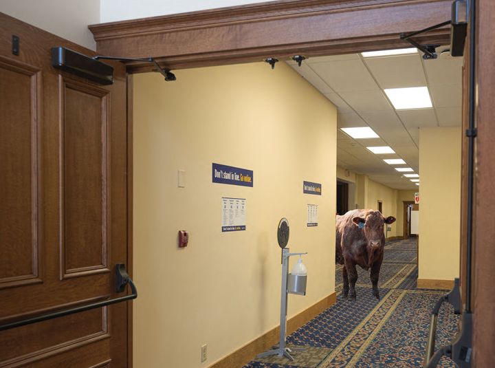 Local cow top suspect in Montana Hall heist