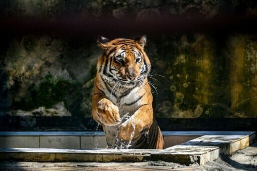 Bangladesh's tigers stalk uncertain future in Sundarbans