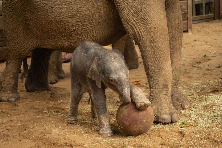 Baby elephant shows off soccer moves just in time for World Cup