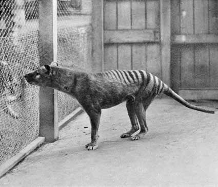 The Tasmanian tiger gets a new breath of life