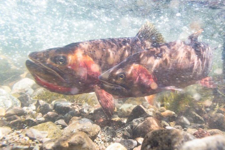 Meeting slated May 19 on proposed fishing regulations