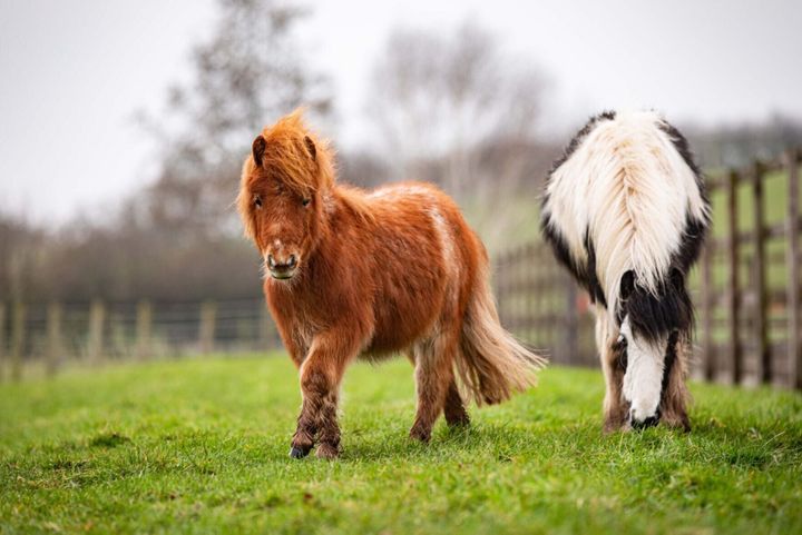 Small pony that was so sick it couldn’t stand now thriving