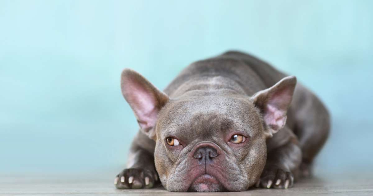 The pathophysiology of brachycephalic conformation