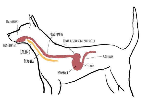 Managing reflux and regurgitation during anaesthesia