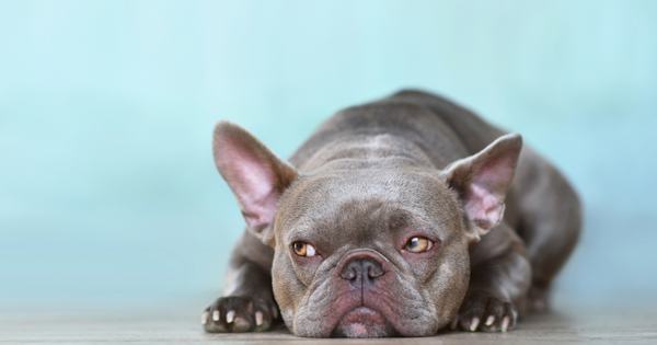 The pathophysiology of brachycephalic conformation