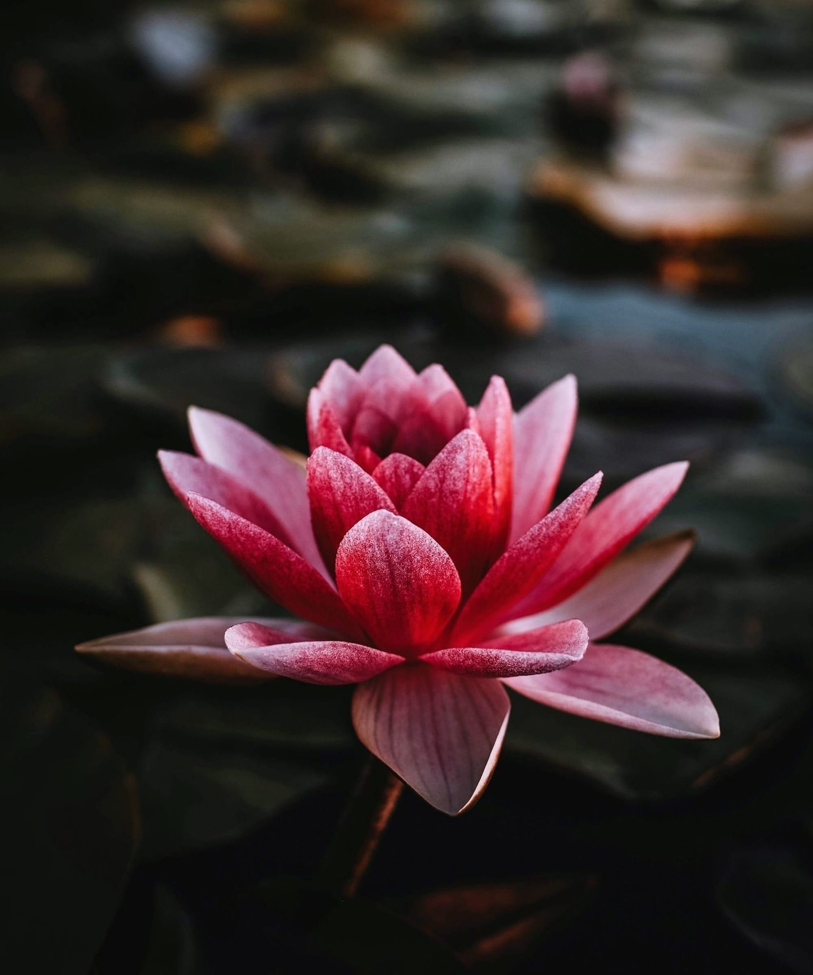 Bhakti M. Rawal, PsyD