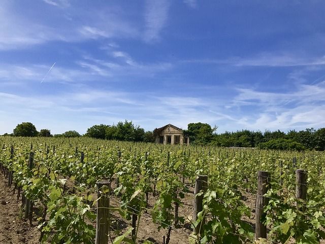 Le vignoble de Saint-Émilion