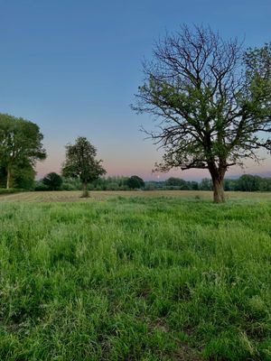 Natuurfenomeen