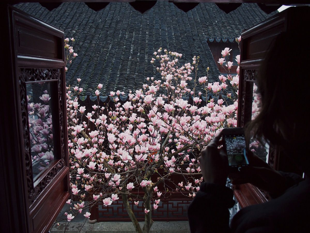 Magnolias through an open garden window. J to the side, taking a picture on her phone.