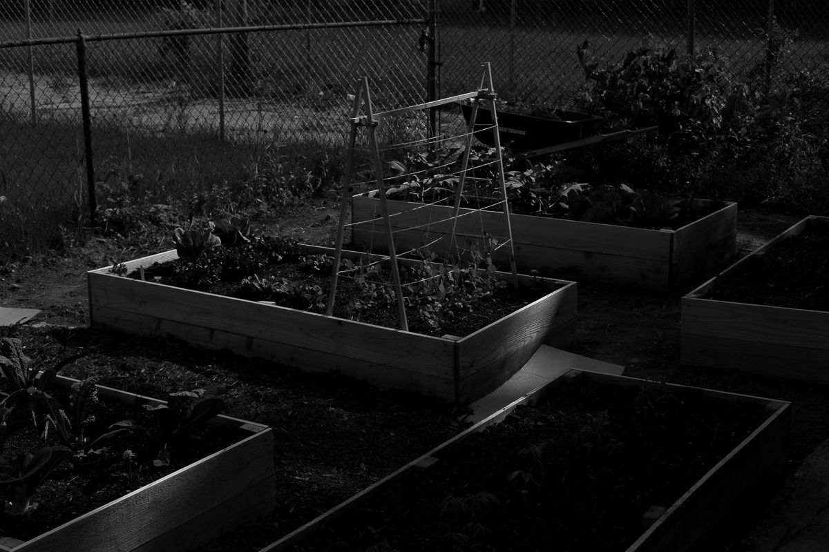 Garden in black and white.