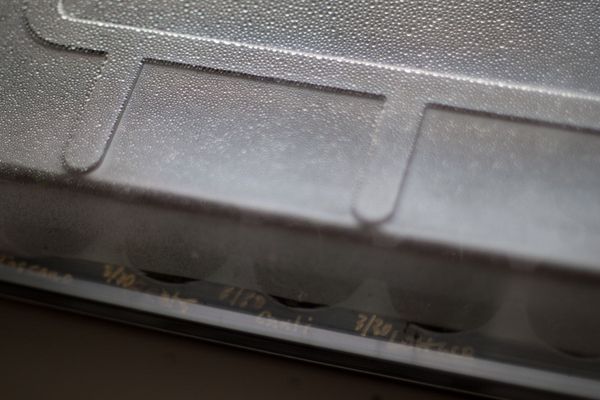 Seed tray under clear plastic lid, micro-beads of condensation, gold-sharpied labels with dates.