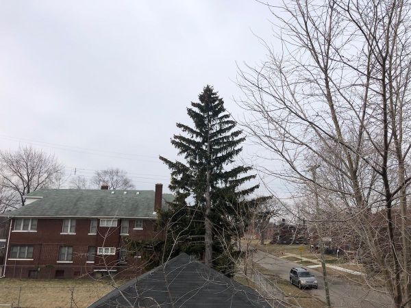 Residential sky. Tall pine tree.