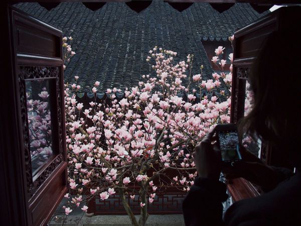 Magnolias through an open garden window. J to the side, taking a picture on her phone.