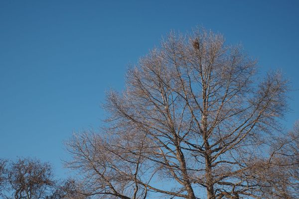 Clear winter sky with treetops, large leaf nest in one.