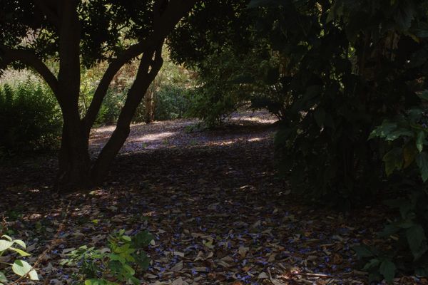 Purple jacaranda petals on woodland floor with spots of sun and dappled light.