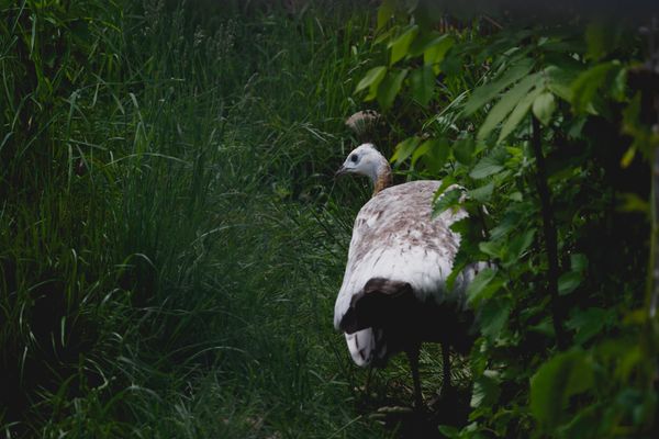 Female peacock shown from behind, walking amid tall grasses and perennials.