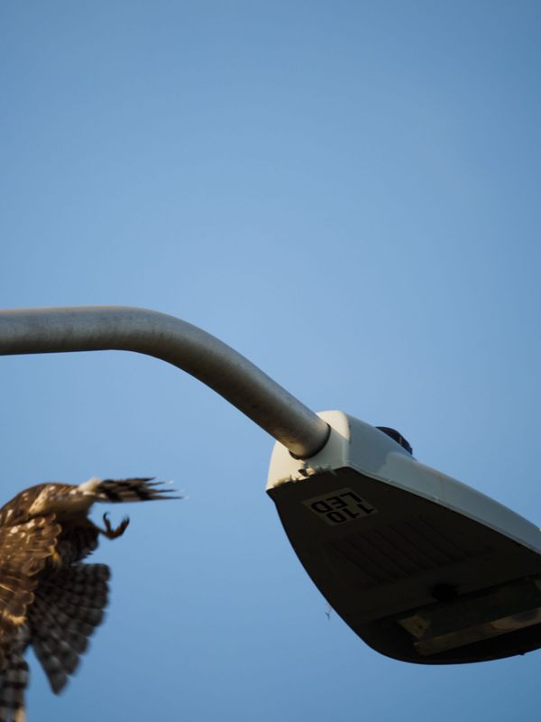 Cooper’s hawk in flight, head out of frame, departing lamppost