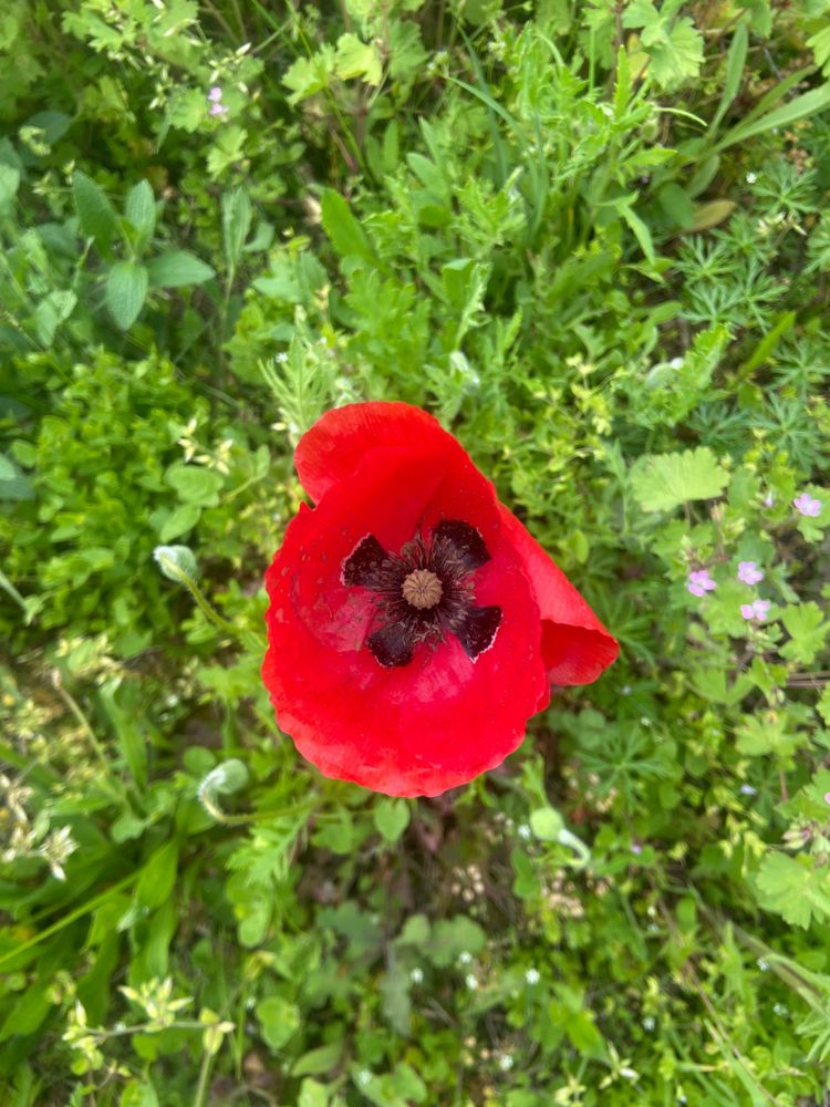 Cowper’s Cut 268: Circular time