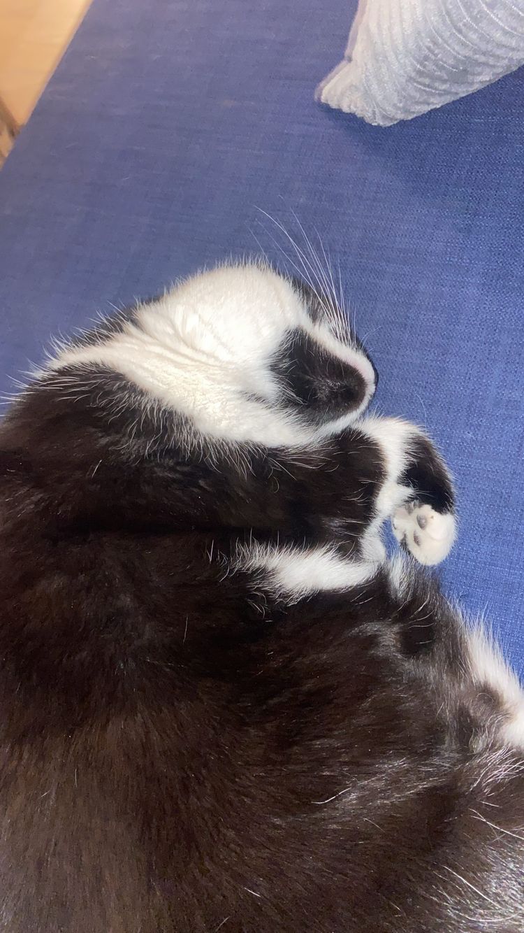 Cowper’s Cut 369: The NHS vibes of Wes Streeting