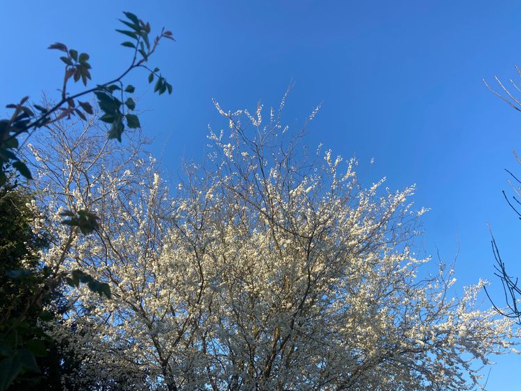 Cowper’s Cut 368: Recapturing the NHS with Targets And Terror (Redux)