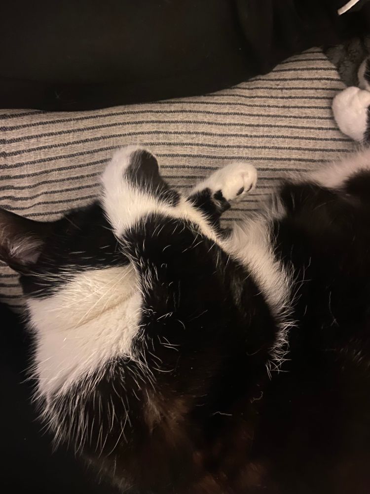 Cowper’s Cut 370: Marking your own homework