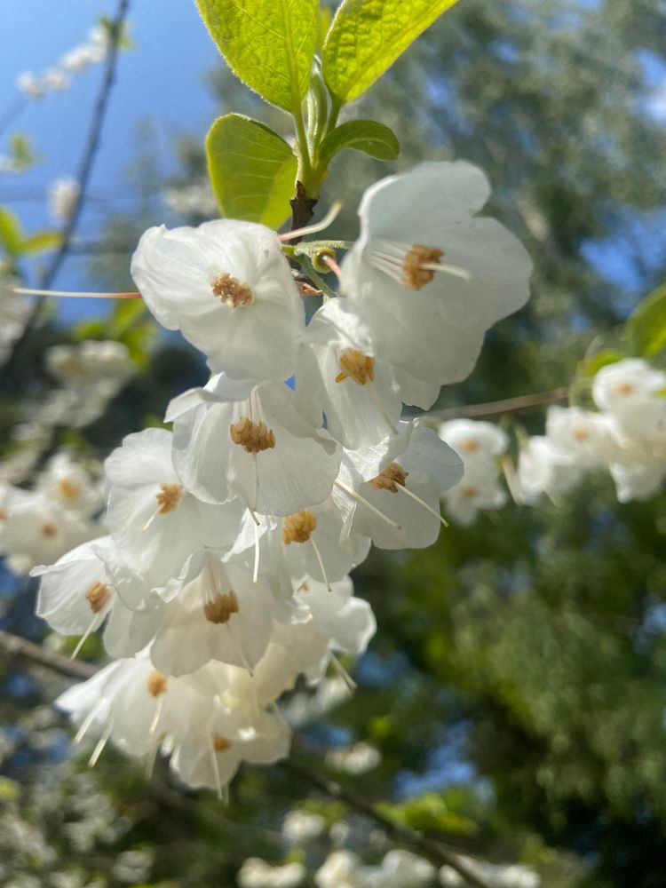 Cowper’s Cut 373: Out to lunch