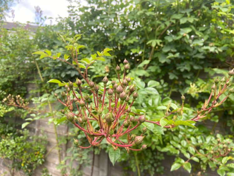 Cowper’s Cut 379: In office, but not in power as the NHS drinks on in The World’s Biggest Last Chance Saloon