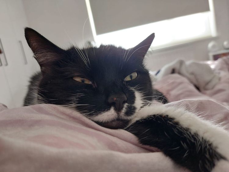 Cowper’s Cut 422: Let their members vote on a deal? The BMA Resident Doctors Committee would prefer not to