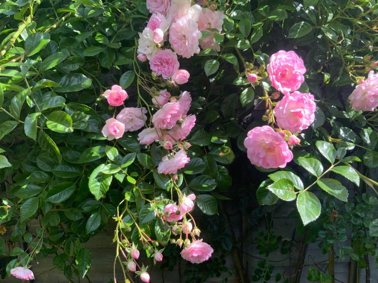 Cowper’s Cut 432: When the roses bloom again