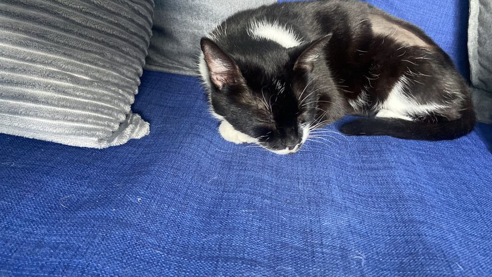 Cowper’s Cut 327: Health and care manifestos reviewed; ConfedExpo - don’t mention money or politics!