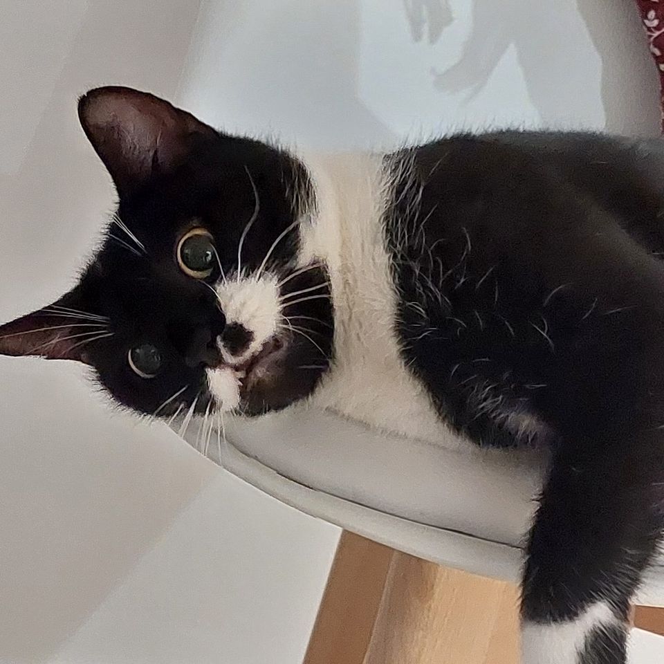 Cowper’s Cut 325: NHS England’s financial recovery plan, and other fictions