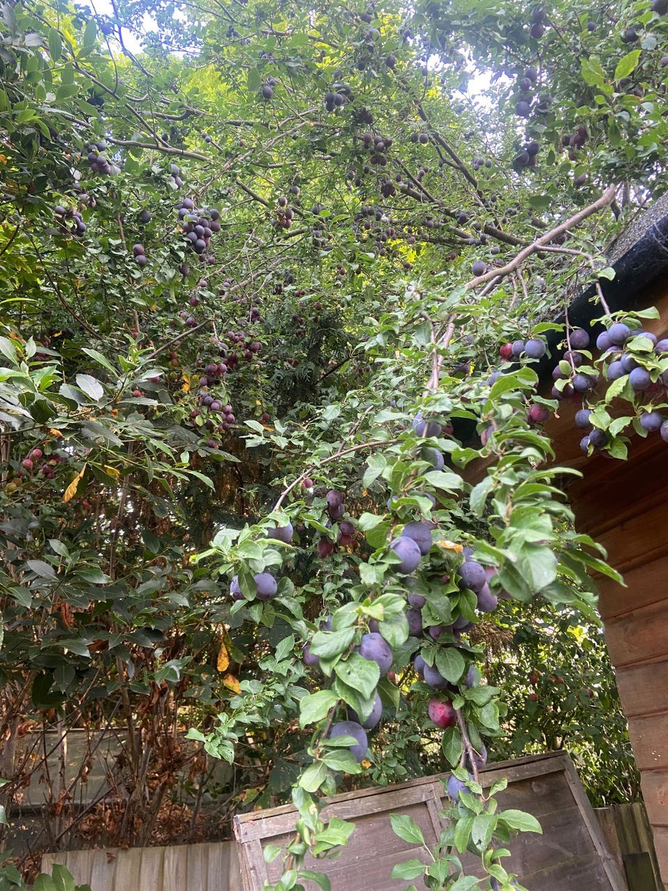 Cowper’s Cut 385: The generation game