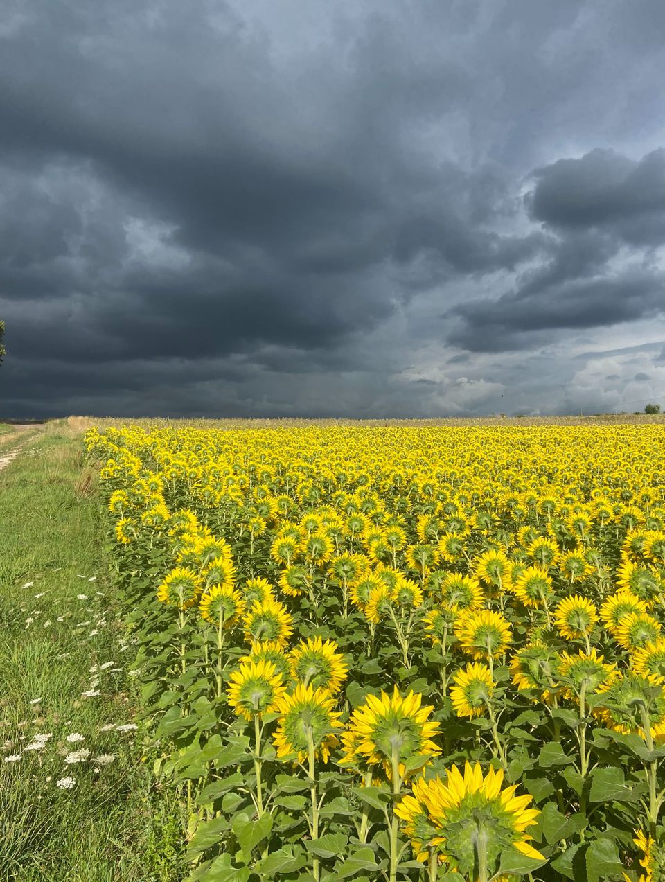 Cowper’s Cut 387: ‘We’ve marched them up to the top of the hill: remind me about the next bit?’