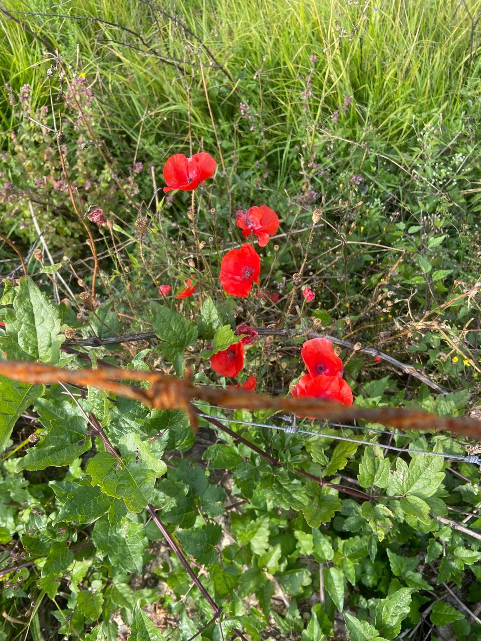 Why you should subscribe to ‘Cowper’s Cut’