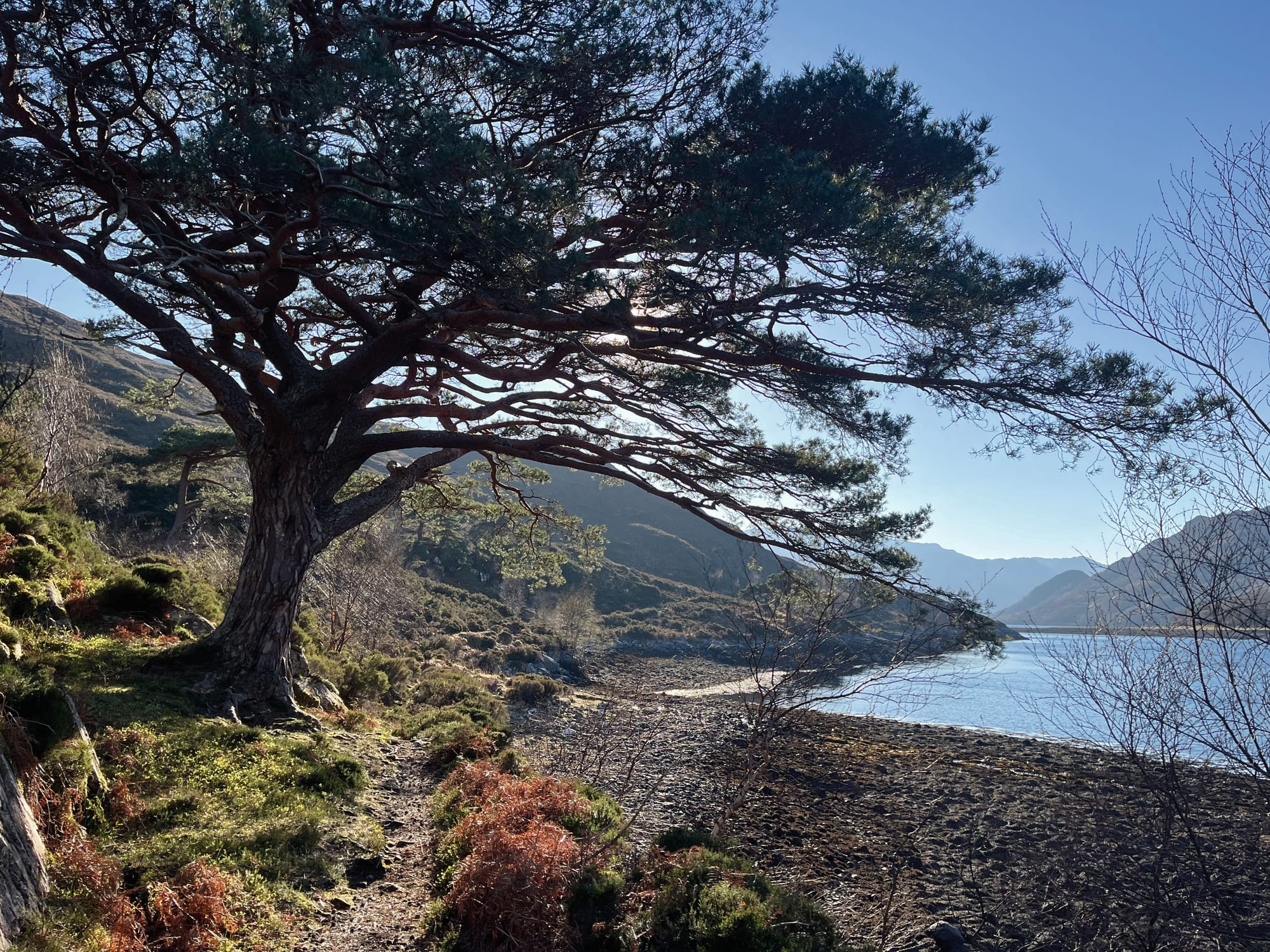 A tree growing a few metres from the loch. 