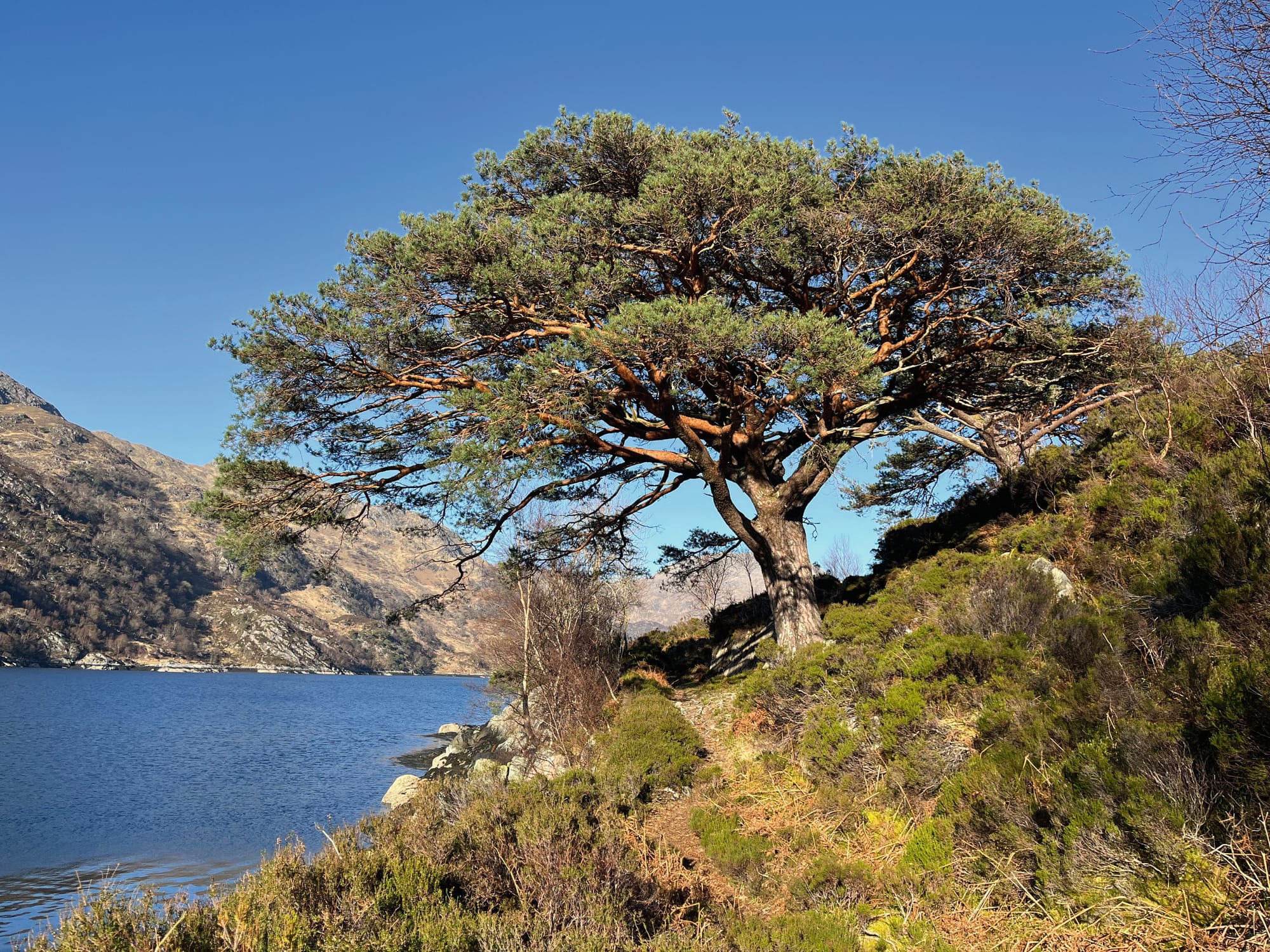 A tree on the grassy banks of Loch Hourn. The water is blue.