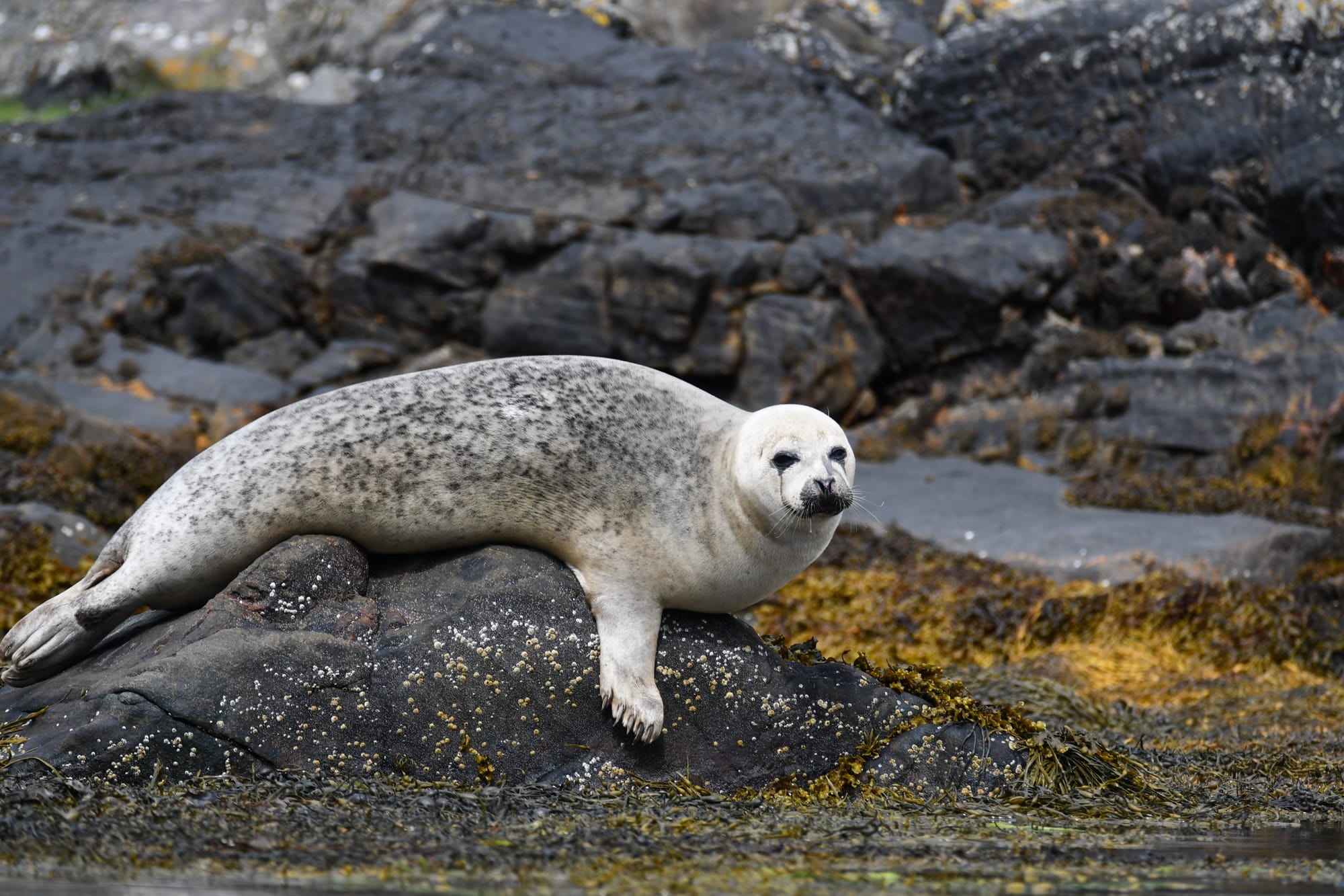 A seal lying on a grey rock.