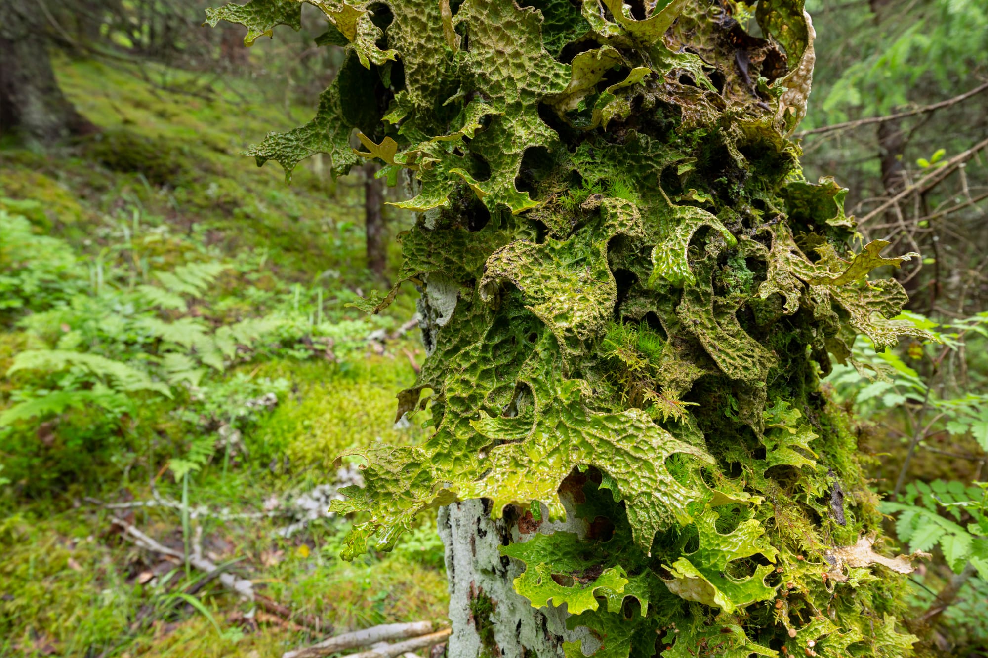 Tree lungwort on a tree trunk in the forest. The green lobes have a wrinkly appearance.