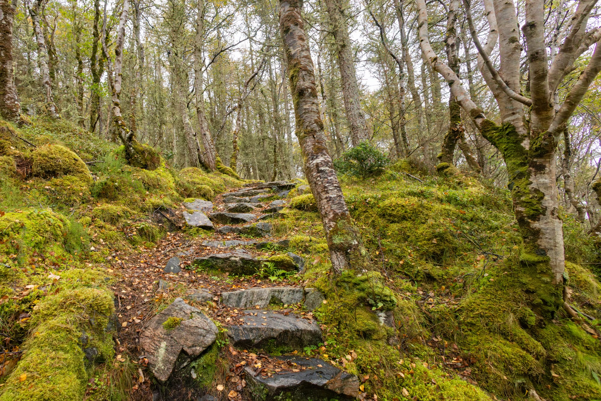 Steps leading through the moss-covered Culag Woods.