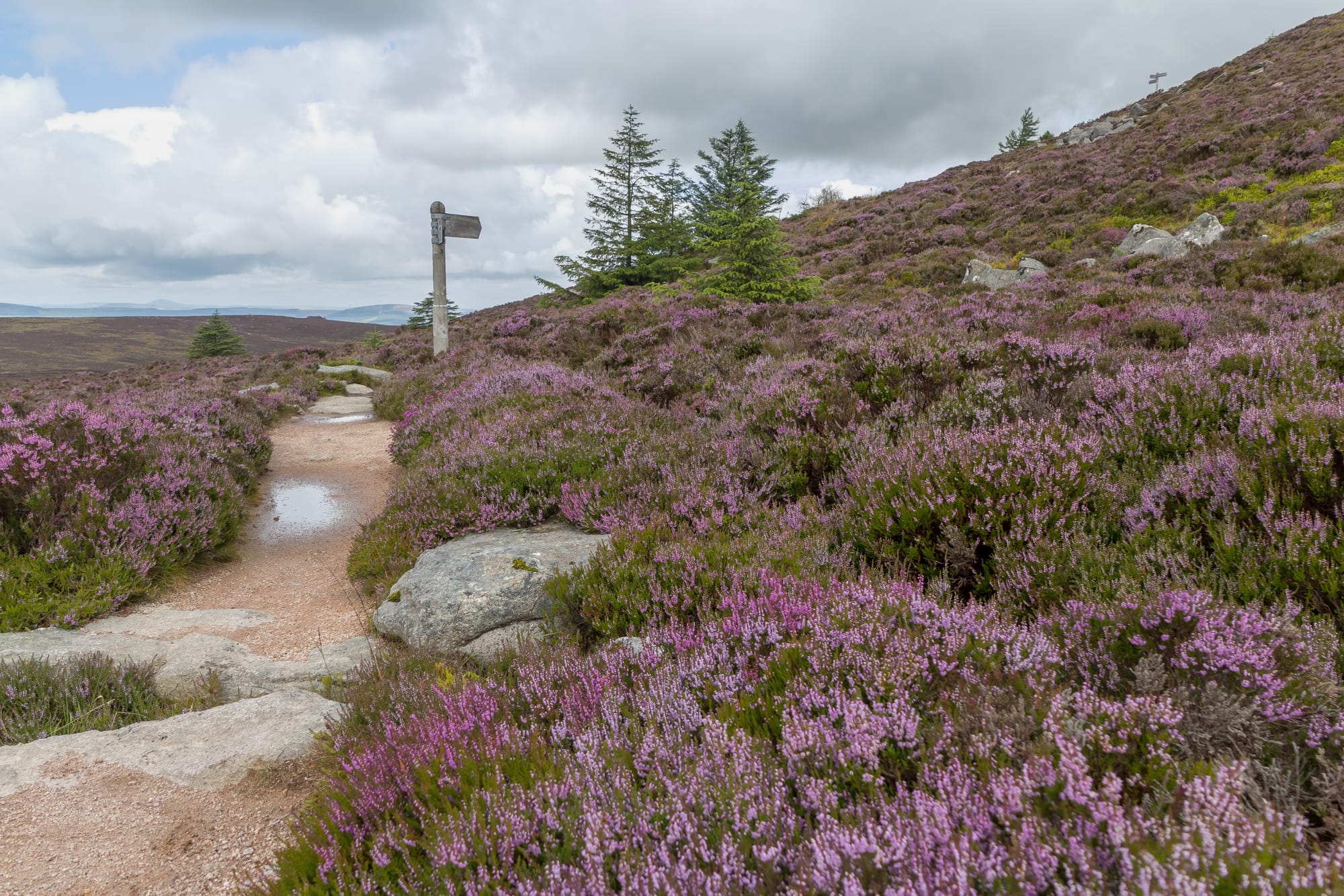 A stony path cuts through the heather and grass to the rocky summit of the Mither Tap hill.
