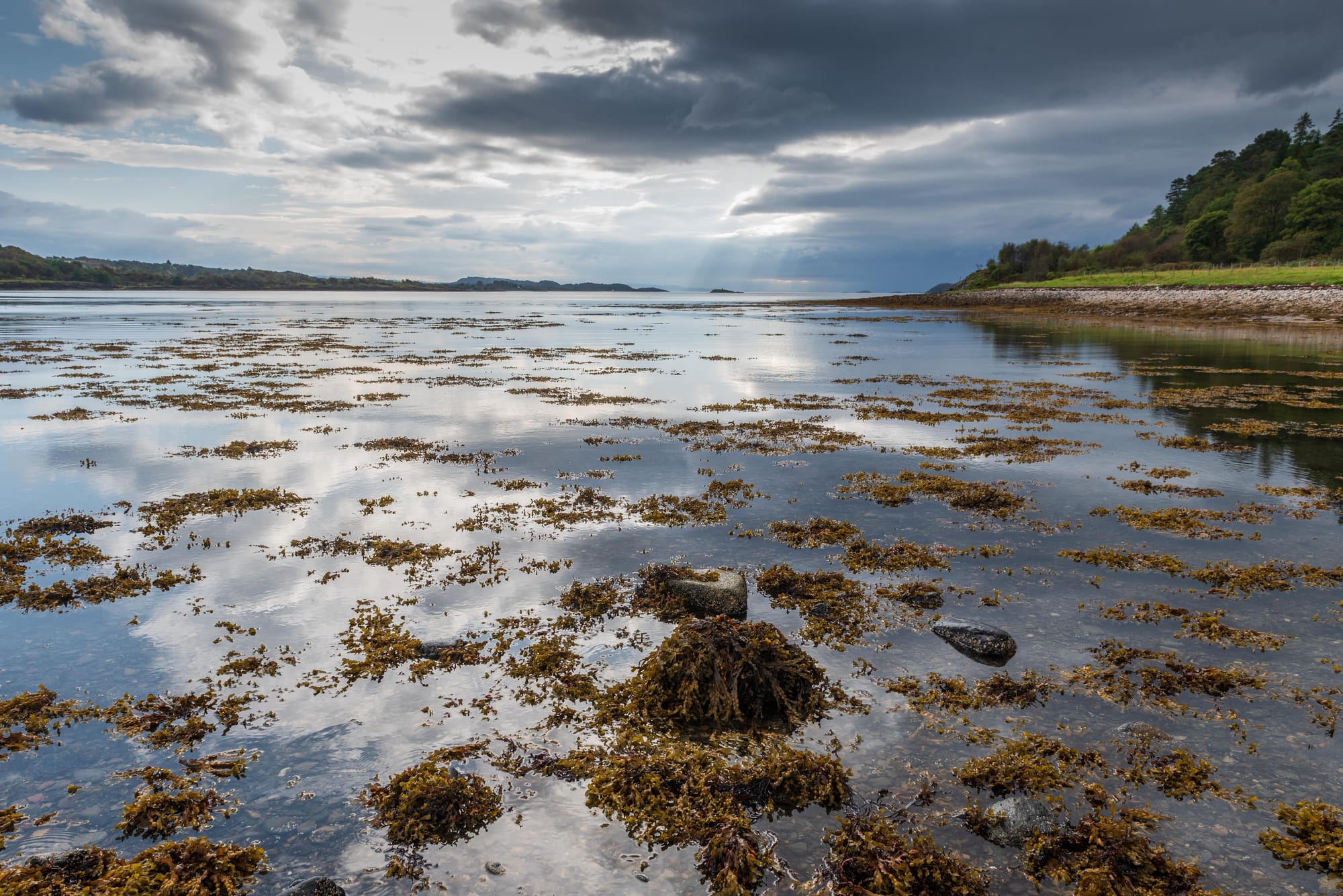 Still water strewn with seaweed and a few rocks with dark skies above and the sun trying to shine through.